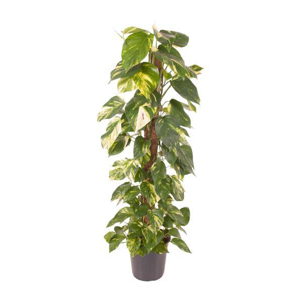 Efeutute Epipremnum Pinnatum – Zimmerpflanze – Ø24cm – ↕120cm – Goldene Efeutute mit herzförmigen Blättern – Luftreinigende & pflegeleichte Zimmerpflanze – Plant
