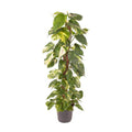 Efeutute Epipremnum Pinnatum – Zimmerpflanze – Ø24cm – ↕120cm – Goldene Efeutute mit herzförmigen Blättern – Luftreinigende & pflegeleichte Zimmerpflanze – Plant