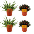 Aloe Spider + Peperomia Rosso – 4 Zimmerpflanzen-Set – Ø10.5cm – ↕10cm – Pflegeleicht & dekorativ – Für helle & halbschattige Räume – Plant