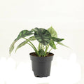 Elefantenohr Alocasia Dragon Scale Zimmerpflanze Ø14cm ↕25cm – pflegeleichte Grünpflanze für Wohnzimmer, Büro & helle Standorte kaufen – Plant