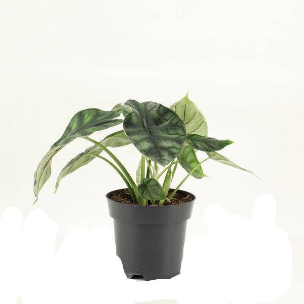 Elefantenohr Alocasia Dragon Scale Zimmerpflanze Ø14cm ↕25cm – pflegeleichte Grünpflanze für Wohnzimmer, Büro & helle Standorte kaufen – Plant