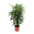 Steckenpalme – Rhapis excelsa – Lady Palm – Ø27cm – Höhe ca. 120cm – Pflegeleichte Zimmerpalme – Luftreinigende tropische Pflanze für Innenräume – Plant