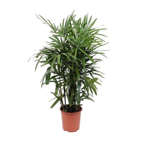 Steckenpalme – Rhapis excelsa – Lady Palm – Ø27cm – Höhe ca. 120cm – Pflegeleichte Zimmerpalme – Luftreinigende tropische Pflanze für Innenräume – Plant