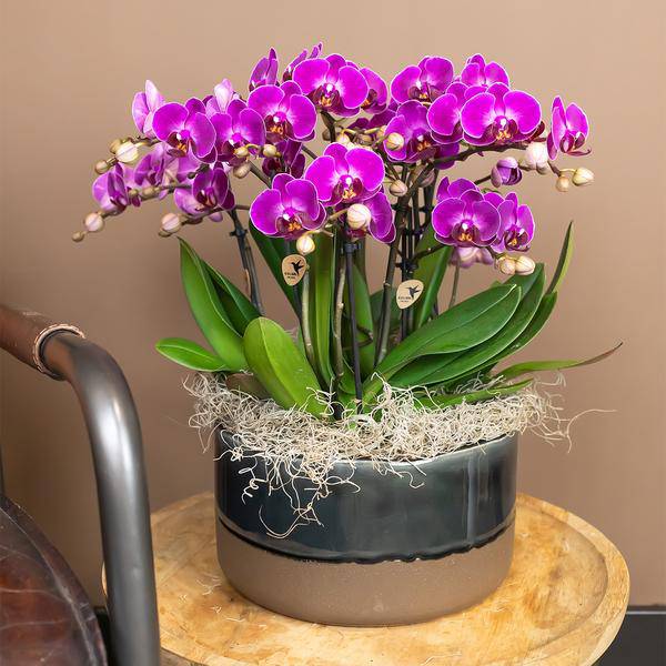 Phalaenopsis Orchidee Lilac Morelia – Zimmerpflanze – Ø9cm – Fliederfarbene Blütenpracht – Plant
