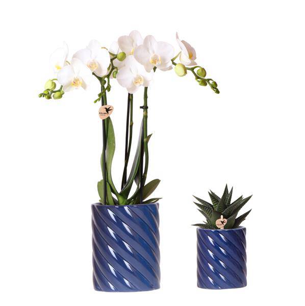 Amabilis Orchidee Weiß & Sukkulente Haworthia – Zimmerpflanzen Set – Candy Dekotöpfe Blau Ø9cm & Ø6cm – Pflanzenset für Wohnzimmer & Geschenkidee – Plant