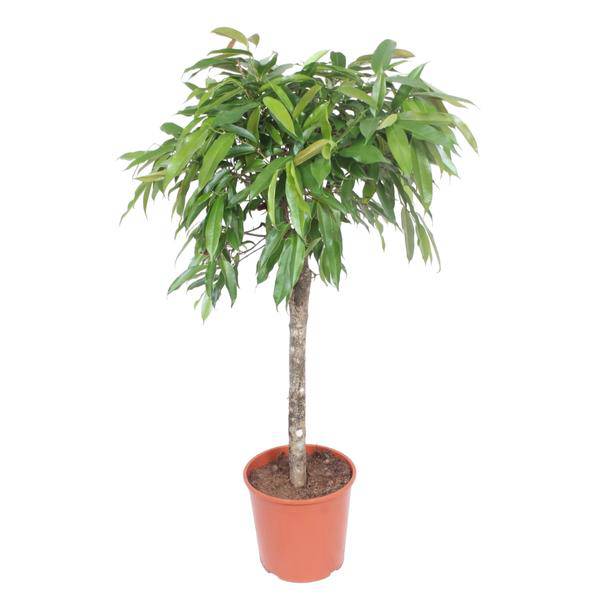 Schmalblättriger Gummibaum Ficus binnendijkii Amstel King Zimmerpflanze Ø30cm ↕140cm – pflegeleichte Grünpflanze für Wohnzimmer, Büro – Plant