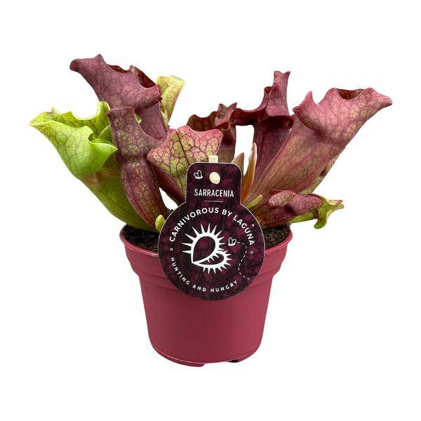 Schlauchpflanze Sarracenia Zimmerpflanze Ø12cm ↕20cm – pflegeleichte Grünpflanze für Wohnzimmer, Büro & helle Standorte kaufen – Plant