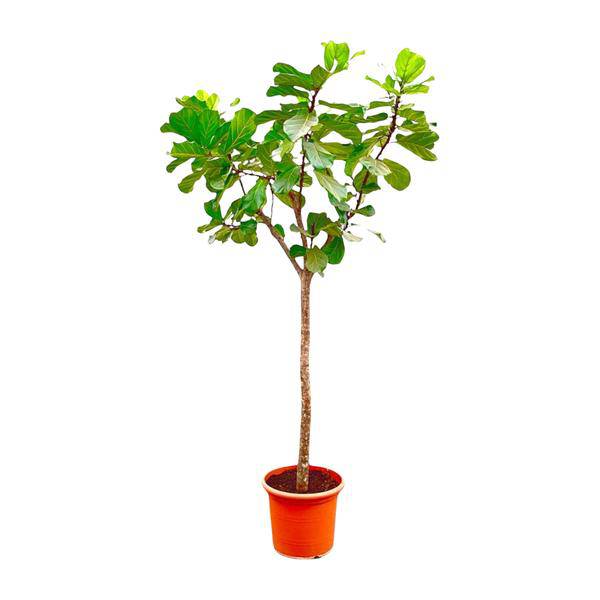Geigen – Feige – Ficus Lyrata XXL – Zimmerpflanze 300cm – Ø55cm – Exklusive Designpflanze mit großen geigenförmigen Blättern – Tropische XXL – Plant