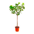 Geigen – Feige – Ficus Lyrata XXL – Zimmerpflanze 300cm – Ø55cm – Exklusive Designpflanze mit großen geigenförmigen Blättern – Tropische XXL – Plant