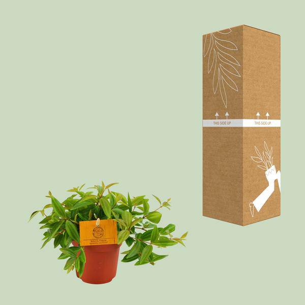 Peperomia 'Angulata Rocca Vivace' – Zwergpfeffer Zimmerpflanze – Ø11cm – ca. 15cm hoch – Pflegeleichte Blattschmuckpflanze für schattige Innenräume – Kompakt & dekorativ – Plant