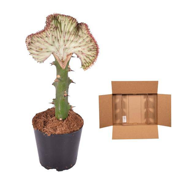 Euphorbia lactea Cristata Rot – Korallen – Wolfsmilch – Zimmerpflanze ca. 35cm – Ø12cm – Exotische Sukkulente in Korallenform