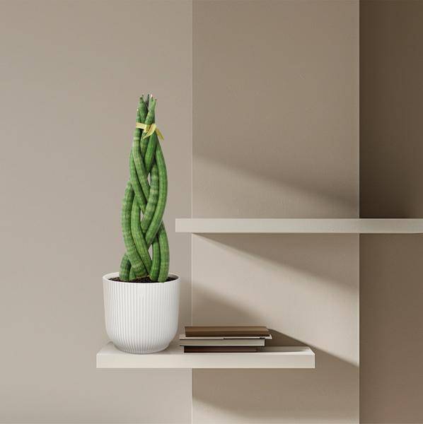 Sansevieria cylindrica Twist – Bogenhanf – pflegeleichte Zimmerpflanze – luftreinigend – ↕40cm – Ø10,5cm – Plant