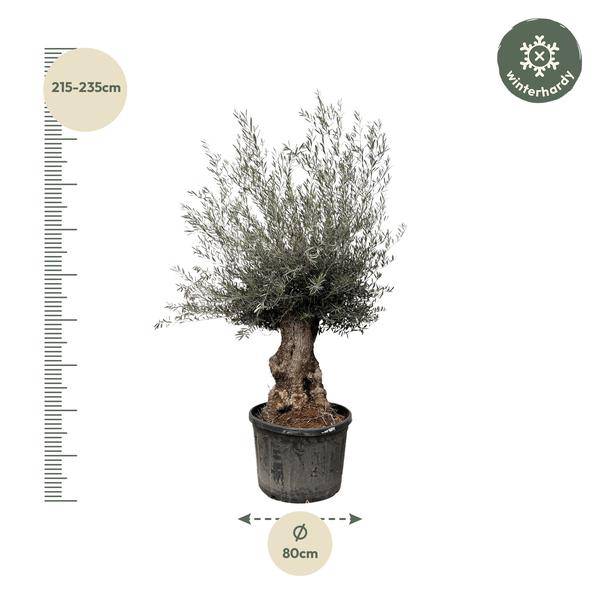 Olivenbaum – Olea Europaea Bonsai – 225cm – Ø80cm – Mediterrane Pflanze mit gedrehtem Stamm – Echter Olivenbonsai für Garten, Terrasse & Innenbereich – Plant