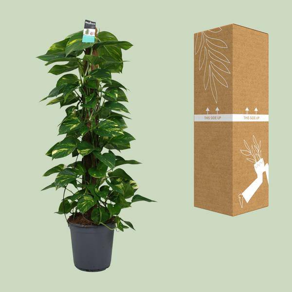Efeutute Scindapsus Epipremnum – Ø24cm – ↕120cm – Pflegeleichte Rankpflanze & luftreinigende Zimmerpflanze – Plant