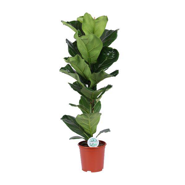 Geigen – Feige Ficus Lyrata Zimmerpflanze Ø21cm ↕90cm – pflegeleichte Grünpflanze für Wohnzimmer, Büro & helle Standorte kaufen – Plant