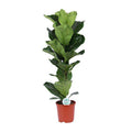 Geigen – Feige Ficus Lyrata Zimmerpflanze Ø21cm ↕90cm – pflegeleichte Grünpflanze für Wohnzimmer, Büro & helle Standorte kaufen – Plant