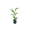 Baum – Strelitzie – Strelitzia Nicolai – ca. 100cm hoch – Ø22cm – inkl. Übertopf – Exotische Zimmerpflanze mit großen Blättern – Plant