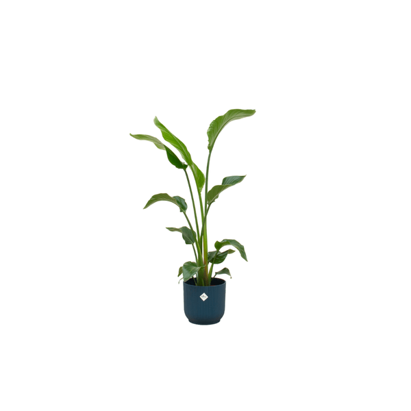 Baum – Strelitzie – Strelitzia Nicolai – ca. 100cm hoch – Ø22cm – inkl. Übertopf – Exotische Zimmerpflanze mit großen Blättern – Plant