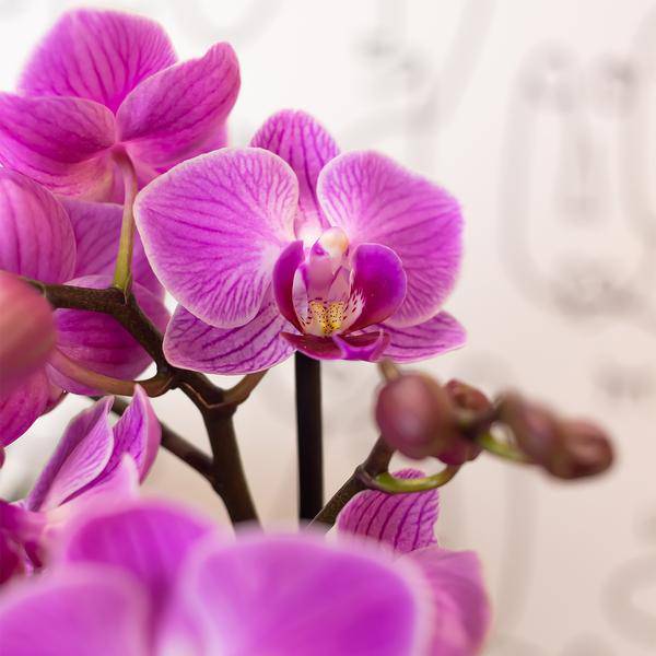 Phalaenopsis – Orchidee Mineral Vienna – Rosa – Ø9cm – Blühende Zimmerpflanze – 2-3 Zweige – Natürliche Farbpracht – Plant