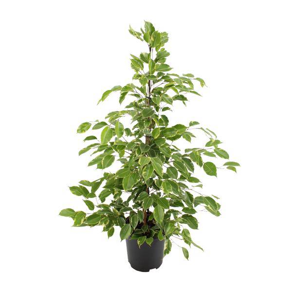 Birken-Feige Ficus benjamina Goldenking – Zimmerpflanze – Ø21cm – Ca. 95cm – Glänzende Blätter – Pflegeleicht – Für Halbschatten & Innenräume – Plant