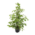 Birken-Feige Ficus benjamina Goldenking – Zimmerpflanze – Ø21cm – Ca. 95cm – Glänzende Blätter – Pflegeleicht – Für Halbschatten & Innenräume – Plant