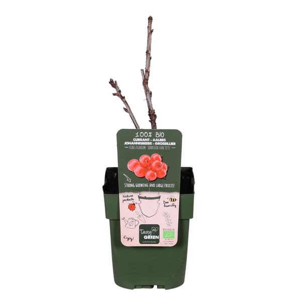 Rote Bio Johannisbeere – Ribes rubrum ‘Jonkheer van Tets’ – Ø13cm – ca. 45cm hoch – Frühe Sorte mit hohem Ertrag – Saure & frische Beeren – winterharte Beerenpflanze – Plant