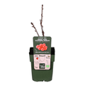 Rote Bio Johannisbeere – Ribes rubrum ‘Jonkheer van Tets’ – Ø13cm – ca. 45cm hoch – Frühe Sorte mit hohem Ertrag – Saure & frische Beeren – winterharte Beerenpflanze – Plant