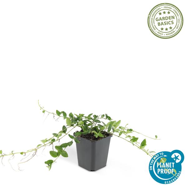 Immergrün – Vinca minor 'Alba' – ↕10-25cm – Ø9cm – Bodendecker mit weißen Blüten – Pflegeleicht & sonnig/schattig – Plant