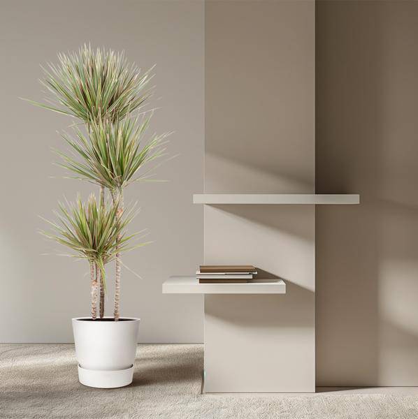 Drachenbaum Zimmerpflanze Ø24cm ↕150cm – pflegeleichte Grünpflanze für Wohnzimmer, Büro & helle Standorte kaufen – Plant