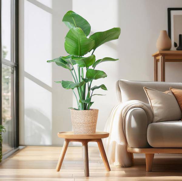 Strelitzia Nicolai – Paradiesvogelpflanze – Zimmerpflanze – 80cm hoch – Ø21cm – inkl. Naturkorb – dekorativ, pflegeleicht, tropisches Flair – Plant