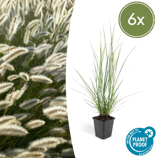 Lampenputzergras Pennisetum alopecuroides 'Hameln' – ↕10-25cm – Ø9cm – Cremige Blüten von August – Herbst – Plant