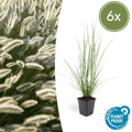 Lampenputzergras Pennisetum alopecuroides 'Hameln' – ↕10-25cm – Ø9cm – Cremige Blüten von August – Herbst – Plant