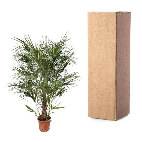Grüne Zwergpalme – Chamaerops Humilis 170cm – Ø30cm – Mediterrane Kübelpflanze mit fächerförmigen Blättern – Pflegeleicht – Plant