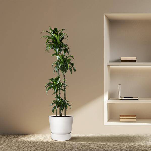 Drachenbaum – Dracaena Dorado 170cm – Ø27cm – Zimmerpflanze mit gold – grünen Blättern – Tropische Dekopflanze für Wohnzimmer, Büro & Wintergarten – Plant