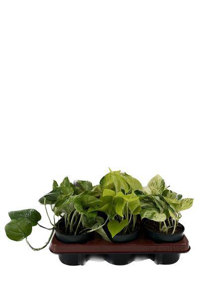 Efeutute – Epipremnum Mix – 6 Pflanzen – Ø12cm – Höhe ca. 15cm – Pflegeleichte Zimmerpflanzen – Rank – Plant