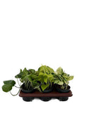 Efeutute – Epipremnum Mix – 6 Pflanzen – Ø12cm – Höhe ca. 15cm – Pflegeleichte Zimmerpflanzen – Rank – Plant