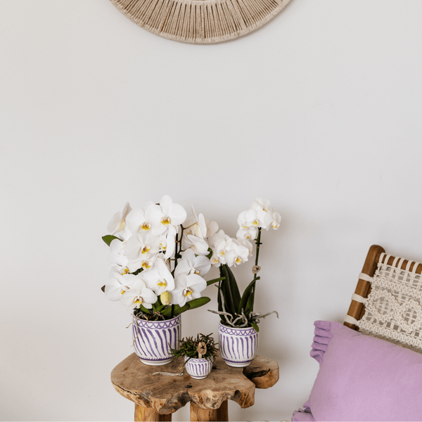 Topf Granada – Flieder – Ø6cm – Dekorativer Blumentopf aus glasierter Keramik – Mediterraner Stil – Pflanzgefäß für Zimmerpflanzen, Sukkulenten & Deko – Plant