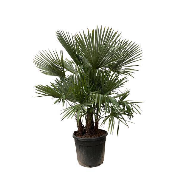 Hanfpalme Gartenpflanze Ø50cm ↕230cm – winterharte Pflanze für Garten, Balkon, Terrasse, Kübel & Beet online kaufen – Plant