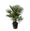 Hanfpalme Gartenpflanze Ø50cm ↕230cm – winterharte Pflanze für Garten, Balkon, Terrasse, Kübel & Beet online kaufen – Plant