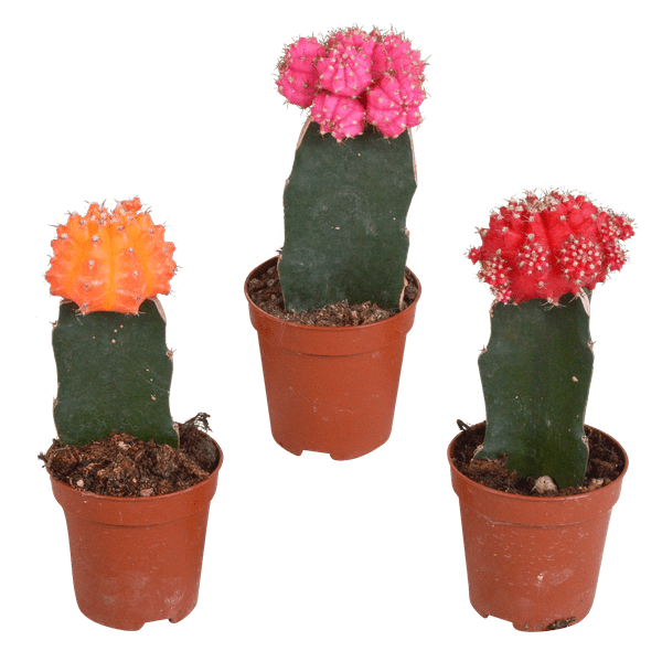 Sukkulenten & Kakteen Mix 3 Pflanzen Ø5,5cm – pflegeleichtes Pflanzen Set für Urban Jungle, Fensterbank, Wohnzimmer & Büro – Plant