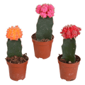 Sukkulenten & Kakteen Mix 3 Pflanzen Ø5,5cm – pflegeleichtes Pflanzen Set für Urban Jungle, Fensterbank, Wohnzimmer & Büro – Plant