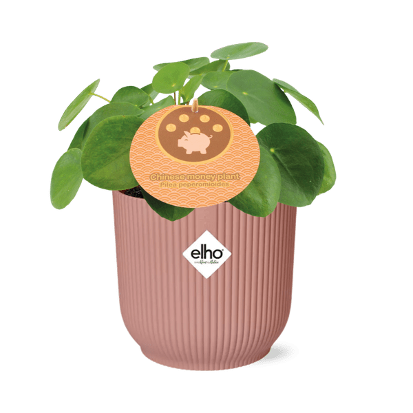 Chinesischer Geldbaum Pilea Peperomioides Zimmerpflanze Ø14cm – pflegeleichte Grünpflanze für Wohnzimmer, Büro & helle Standorte kaufen – Plant