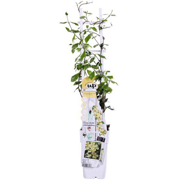 Sternjasmin Trachelospermum 'Star of Toskana' – Gelb – Immergrüne Kletterpflanze – ca. 65cm Höhe – Duftender mediterraner Jasmin für Terrasse & Balkon – Plant