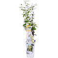 Sternjasmin Trachelospermum 'Star of Toskana' – Gelb – Immergrüne Kletterpflanze – ca. 65cm Höhe – Duftender mediterraner Jasmin für Terrasse & Balkon – Plant