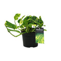 Efeutute Scindapsus Epipremnum N’Joy Gold – Ø12cm – ↕25cm – Pflegeleichte Rankpflanze & luftreinigende Zimmerpflanze – Plant