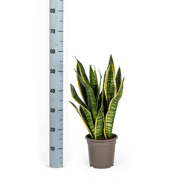 Bogenhanf Sansevieria Trifasciata Futura Superba Zimmerpflanze Ø17cm ↕50-55cm – pflegeleichte Grünpflanze für Wohnzimmer, Büro & helle Standorte – Plant