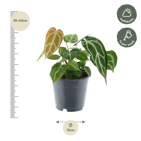 Anthurium Crystallinum – Flamingoblume – Zimmerpflanze ↕35cm – Ø12cm – Exotische Grünpflanze mit herzförmigen Blättern & weißen Blattadern