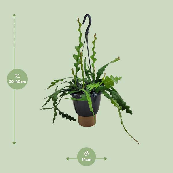 Sägeblattkaktus Epiphyllum Anguliger Zimmerpflanze Ø14cm ↕35cm – pflegeleichte Sukkulente für Wohnzimmer, Büro & helle Standorte kaufen – Plant