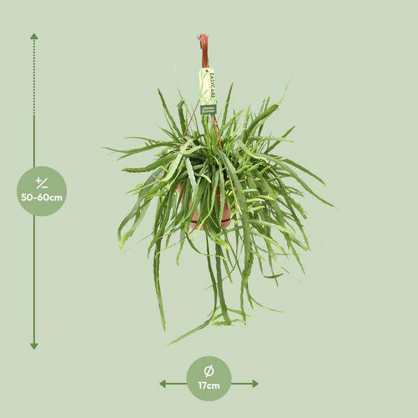Blattkaktus Lepismium Bolivianum – Ø17cm – ↕55cm – Pflegeleichte Zimmerpflanze mit hängenden Trieben – Plant
