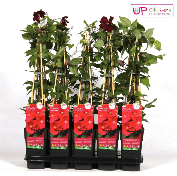 Waldrebe – Clematis Hagley Hybrid – Ø15cm – ca. 65cm hoch – Winterharte Kletterpflanze mit großen rosa – bis purpurfarbenen Blüten – Plant